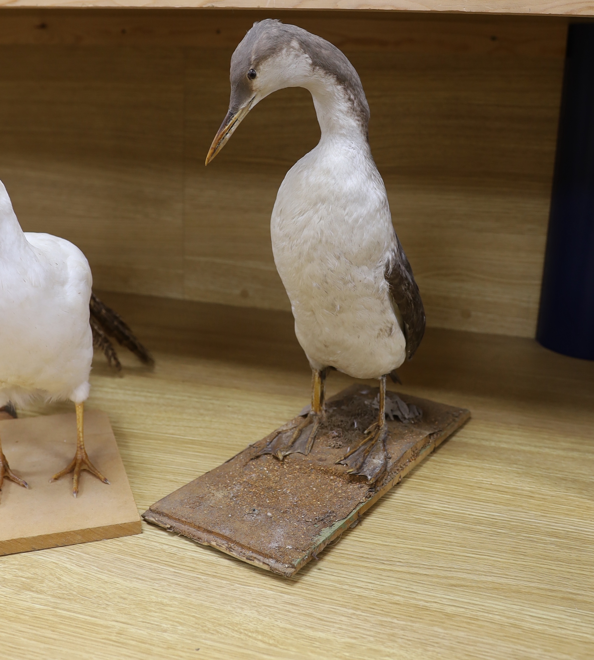 Four taxidermy birds: two pheasants, an albino pheasant and a diver, tallest 43cm high